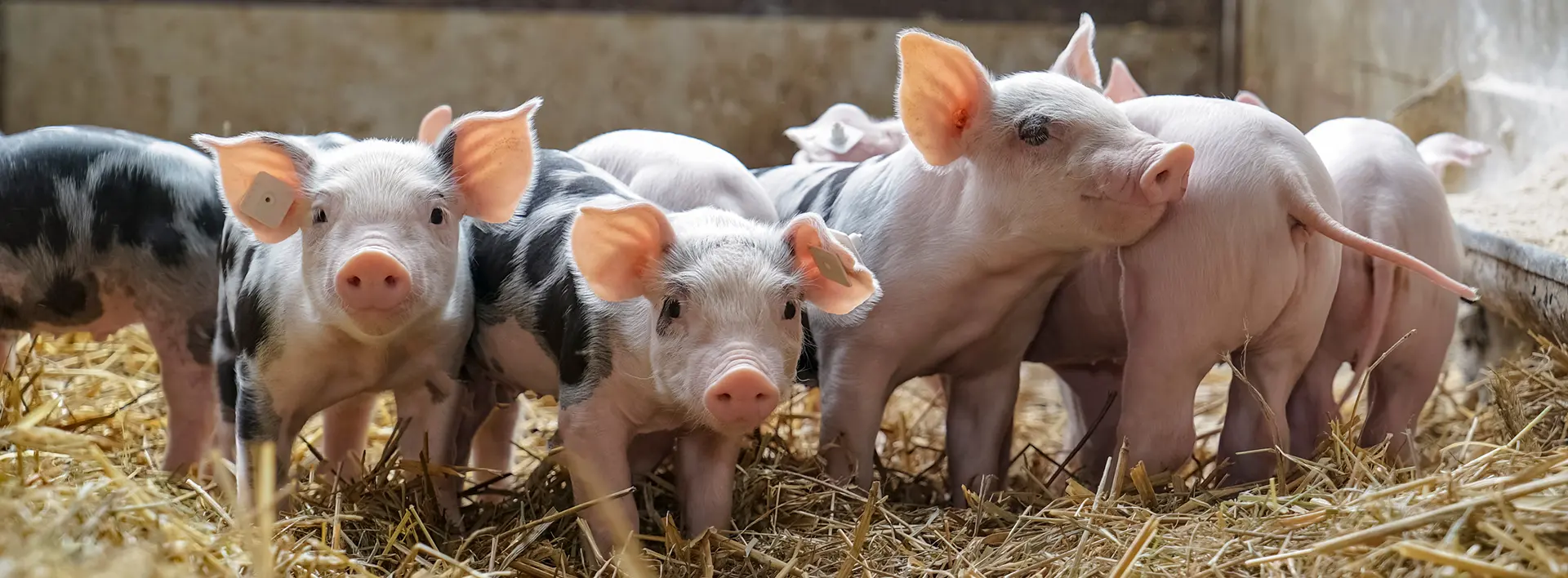 pigs group banner