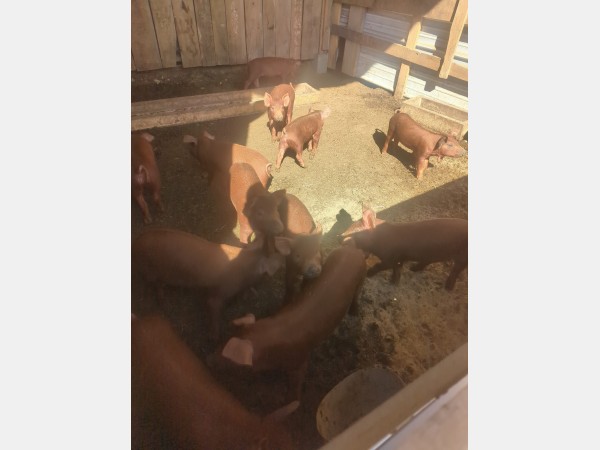 Several brown pigs inside an outdoor wooden pen, gathered around a feeding trough on dirt ground.