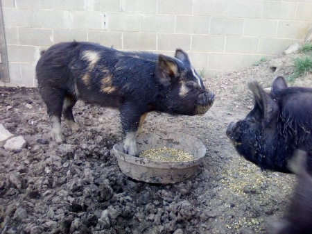 Two black pigs with brindle patches eat from a round metal trough in a muddy yard beside a cinder block wall.