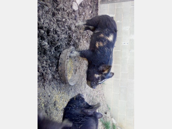 Two black piglets with tan markings eat from a round feed trough on a dirt yard beside a brick wall.
