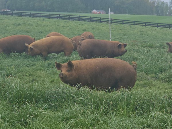 Several brown pigs grazing in a green pasture, with a wooden fence and a red barn visible in the distance.