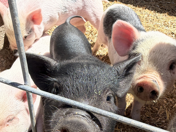 Close-up of several pigs in a pen, with a black pig in the foreground and pink pigs around it behind a metal fence.