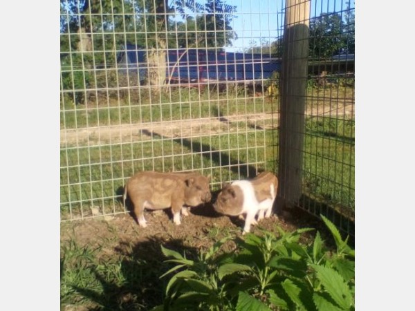 Two piglets standing face to face in a wire fence pen outdoors on a sunny day