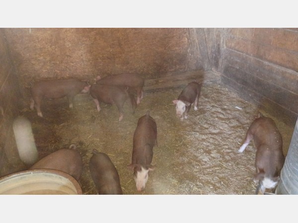 Several brown pigs roam a muddy pigpen with wooden walls and scattered straw.