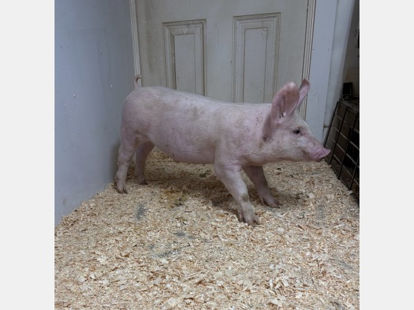 Pink domestic pig standing in a pen with wood shavings, facing to the right.
