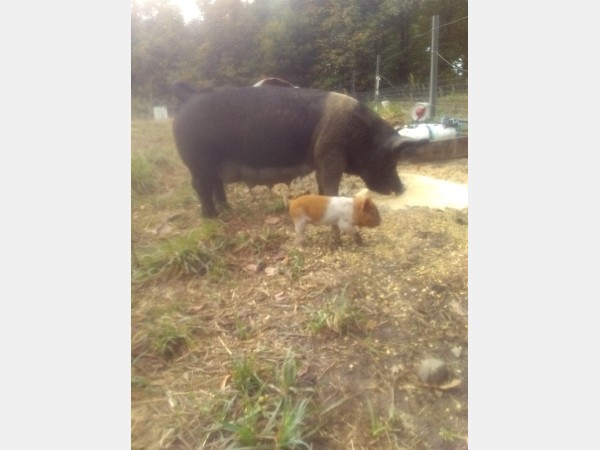 Large black pig with a tan side stands in a dirt yard beside a small brown-and-white dog near a water trough (outdoor pen).