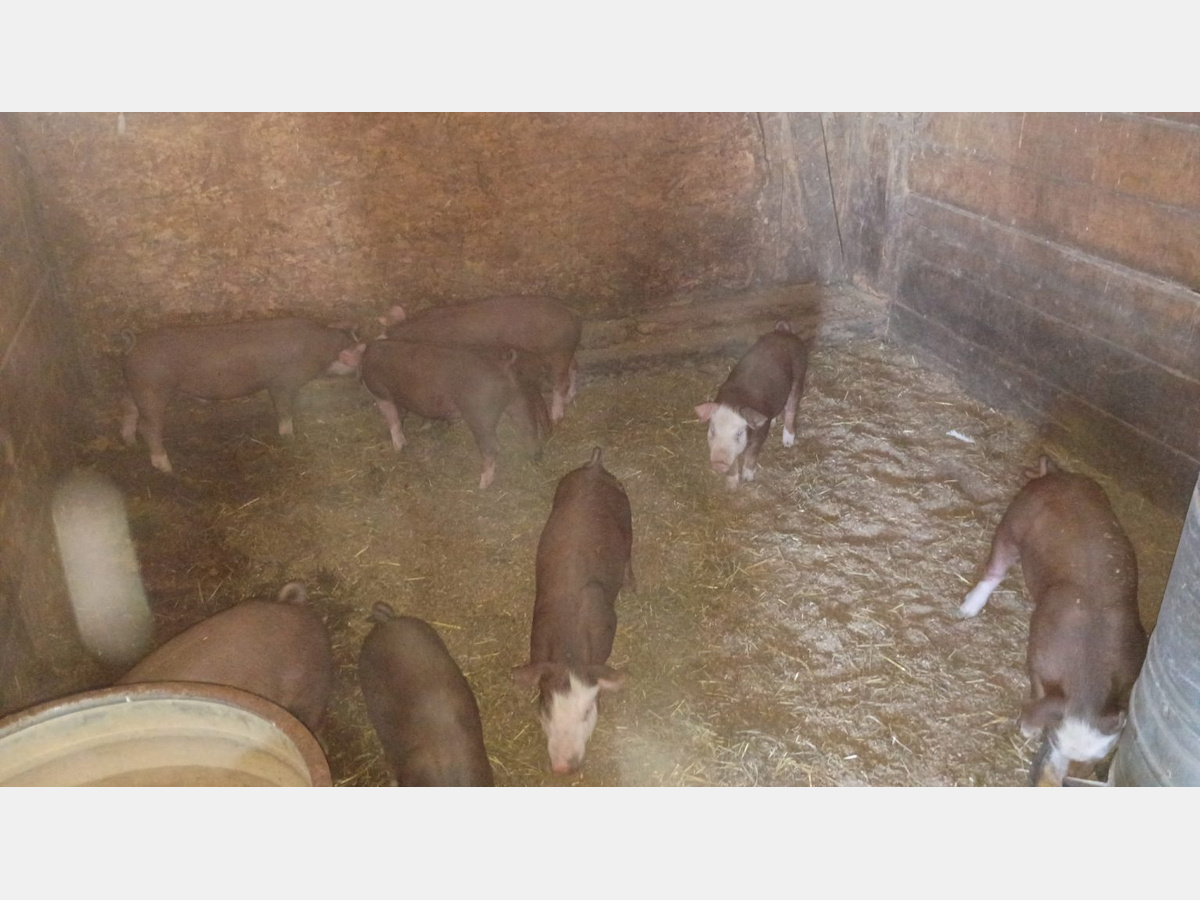 Several brown pigs in a straw-covered pen inside a wooden barn.