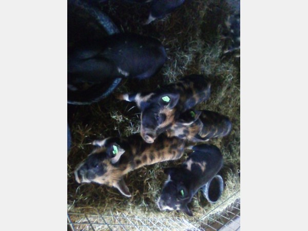 Group of young piglets with green ear tags in a straw-filled pen inside a wire enclosure.