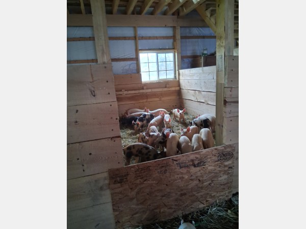 Young piglets huddled together inside a rustic wooden barn pen with a small window above them, straw on the floor.