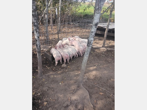 Several pink pigs standing close together in a muddy outdoor pen with trees and a wooden trough nearby.