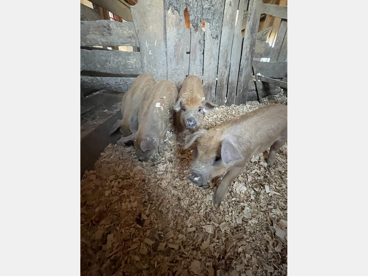 Young pigs standing in a wooden barn pen on wood shavings.
