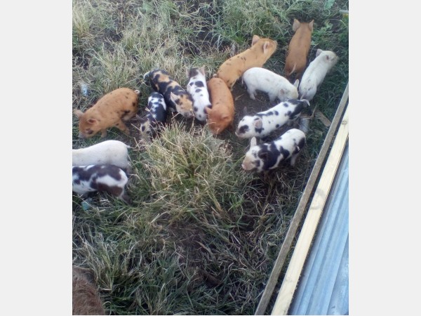 Group of small piglets with brown, white and spotted coats in tall grass beside a building.